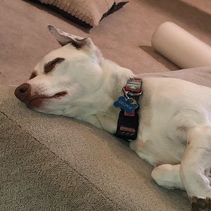 Meet your Posher, Frank